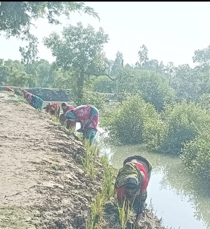 Community Led Mangrove Plantation Supported By Anmol