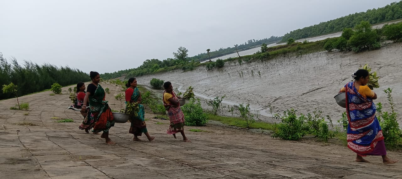 Community Led Mangrove Plantation Supported By Anmol