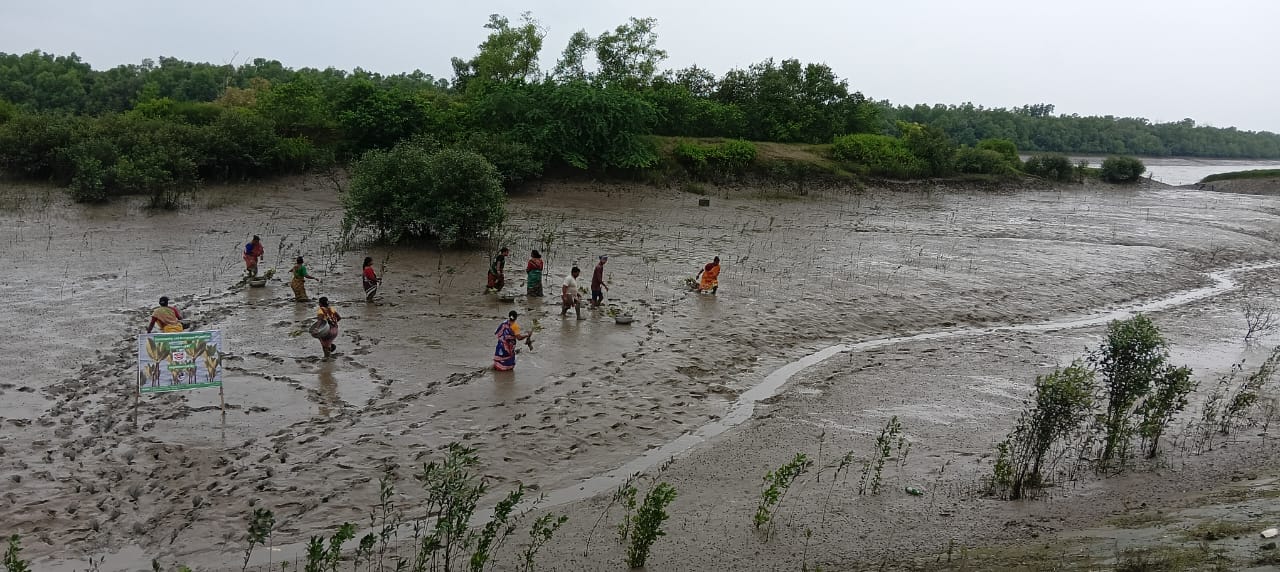 Community Led Mangrove Plantation Supported By Anmol