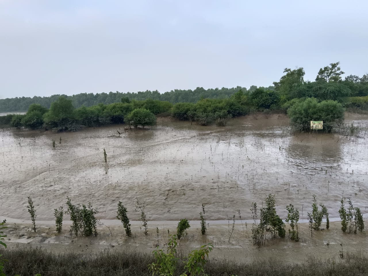 Community Led Mangrove Plantation Supported By Anmol