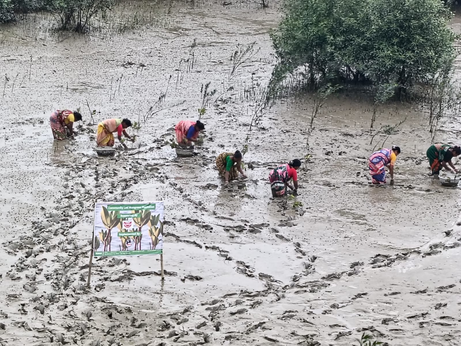 Community Led Mangrove Plantation Supported By Anmol