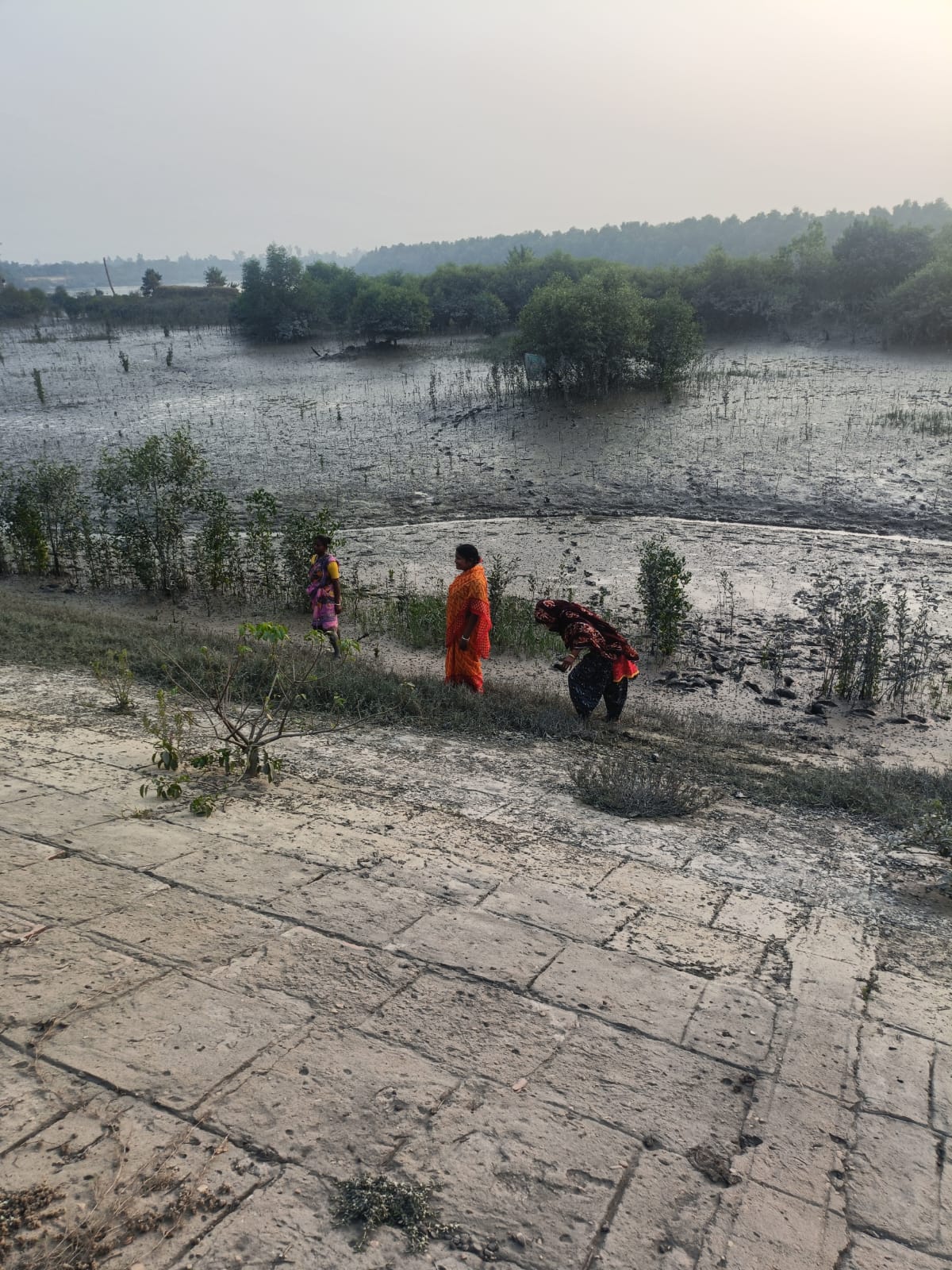 Community Led Mangrove Plantation Supported By Anmol