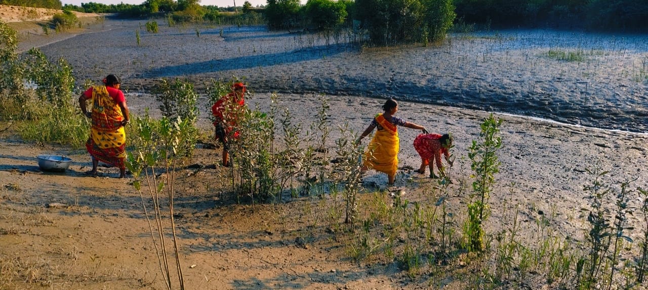 Community Led Mangrove Plantation Supported By Anmol