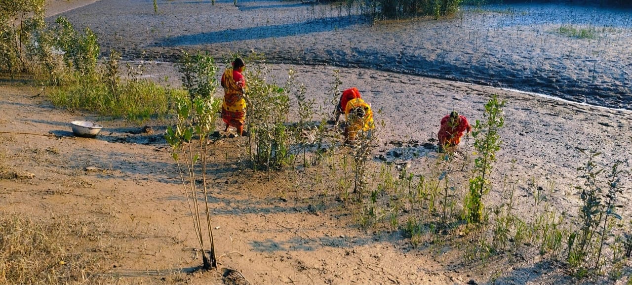 Community Led Mangrove Plantation Supported By Anmol