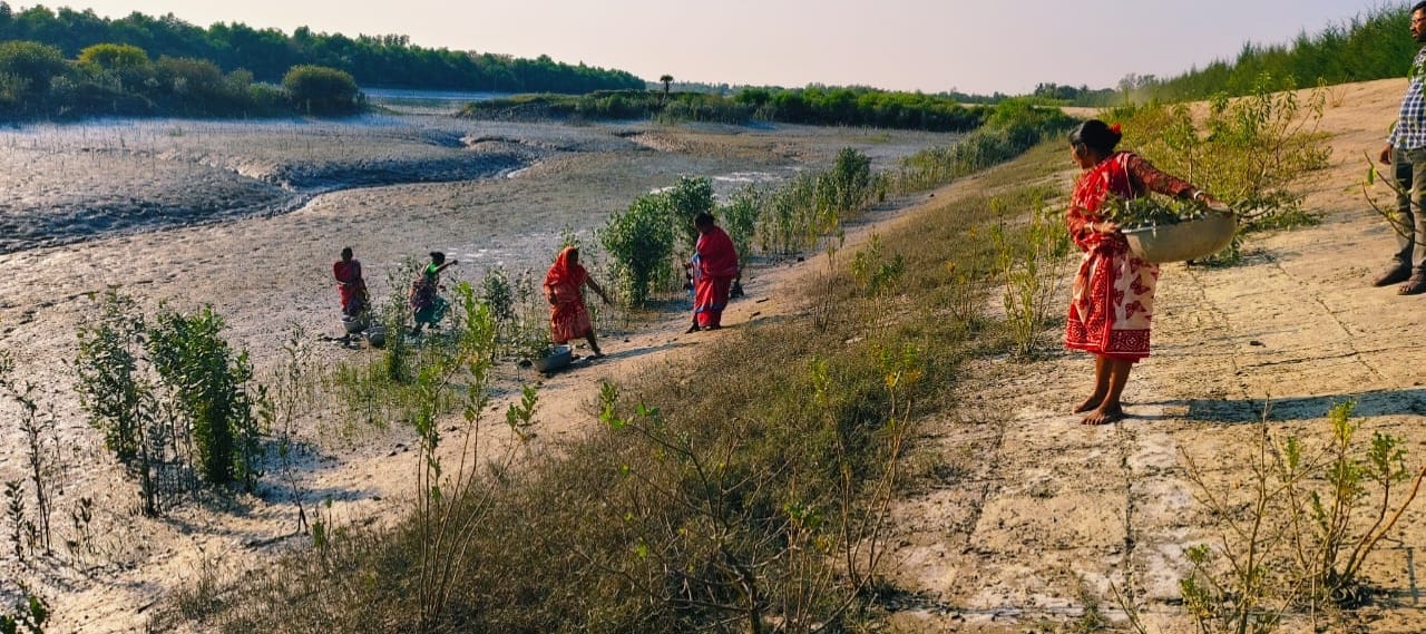 Community Led Mangrove Plantation Supported By Anmol