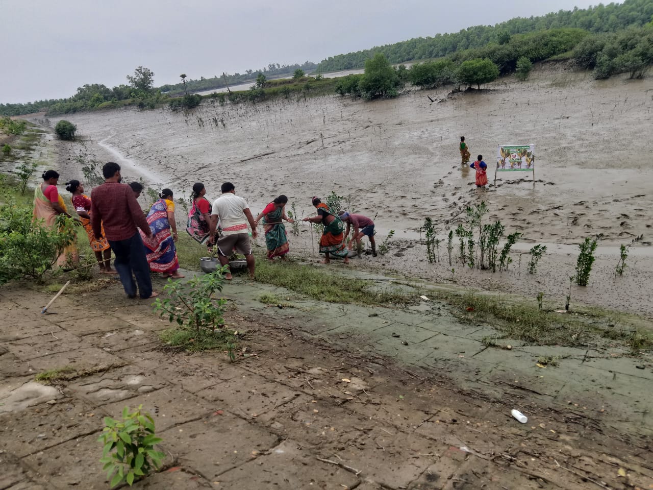 Community Led Mangrove Plantation Supported By Anmol