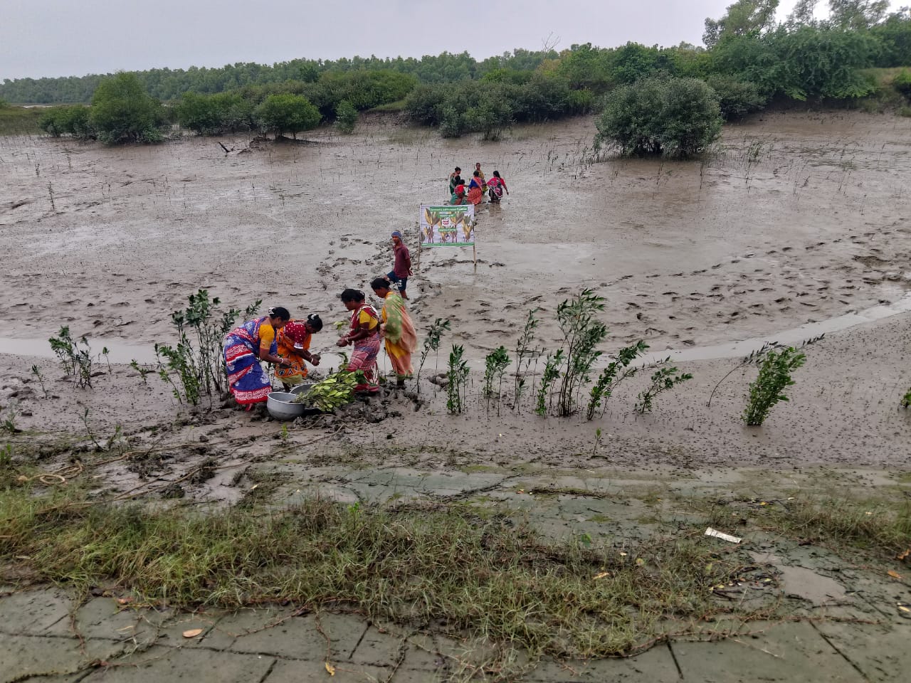 Community Led Mangrove Plantation Supported By Anmol