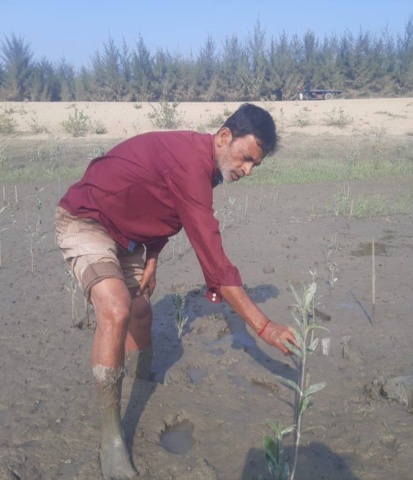 Community Led Mangrove Plantation Supported By Anmol