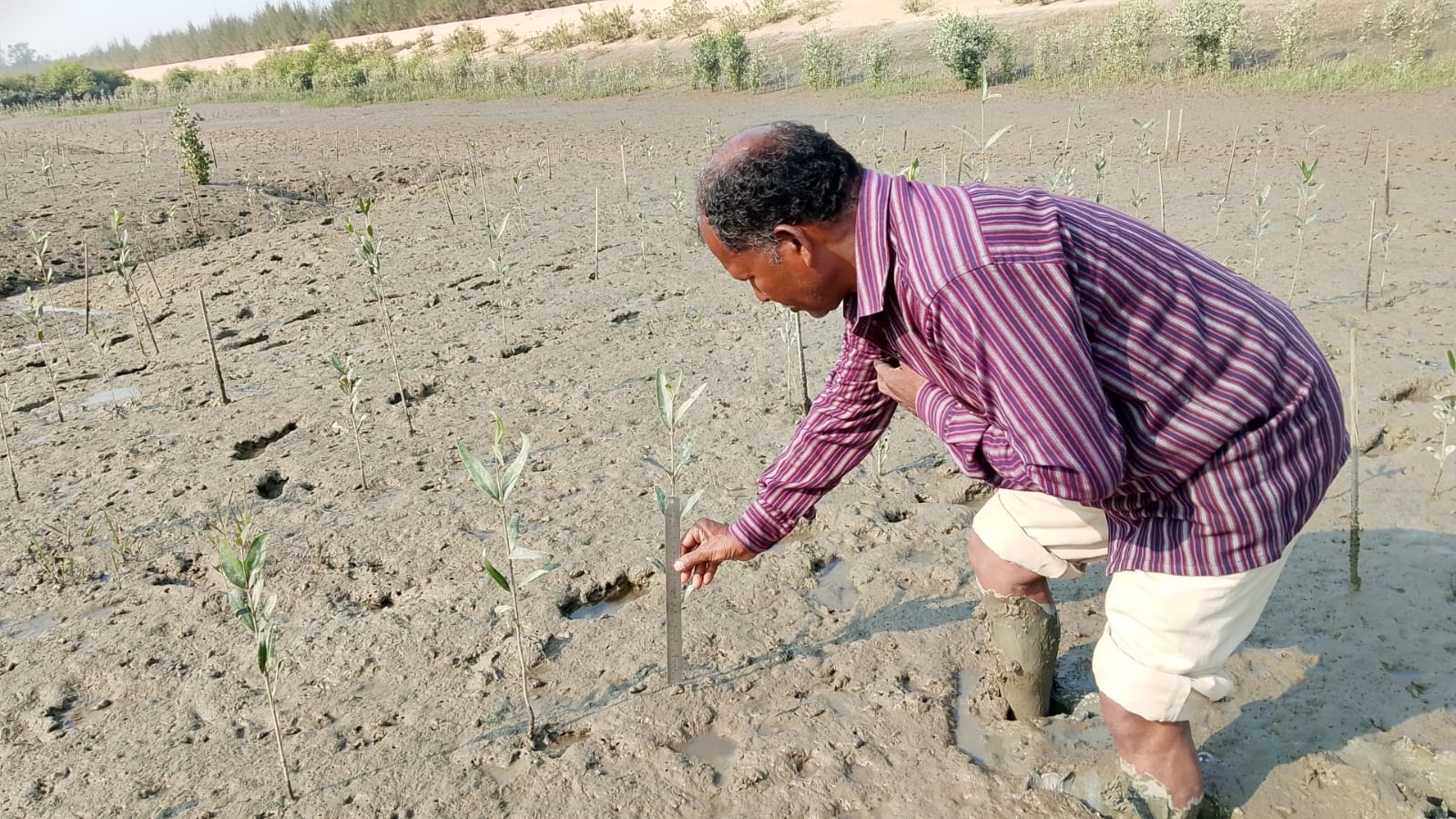 Community Led Mangrove Plantation Supported By Anmol