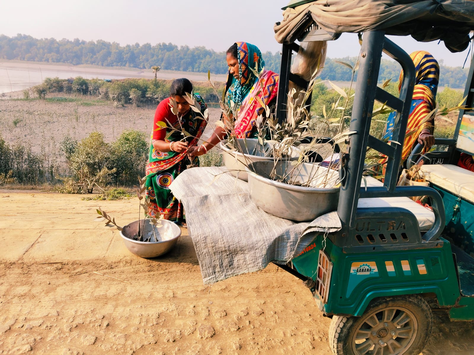Mangrove Plantation With The Support Of Eastern Navigation