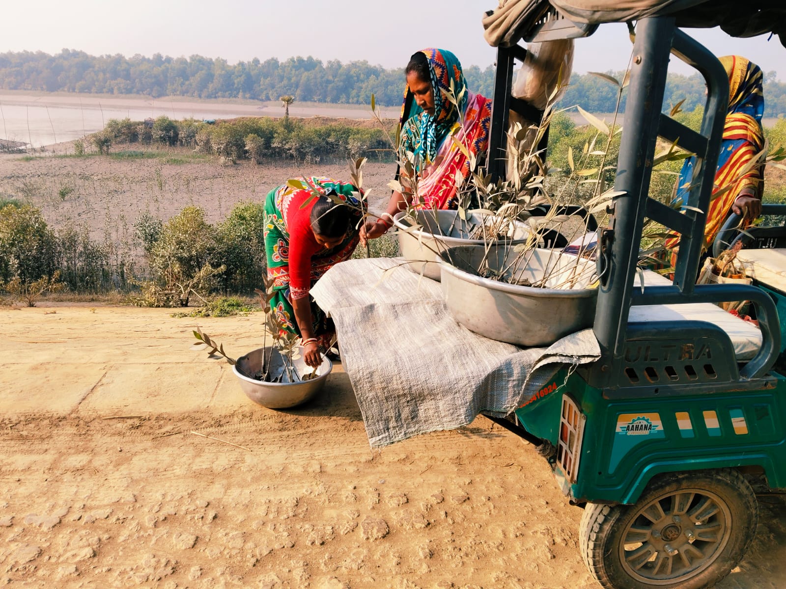 Mangrove Plantation With The Support Of Eastern Navigation