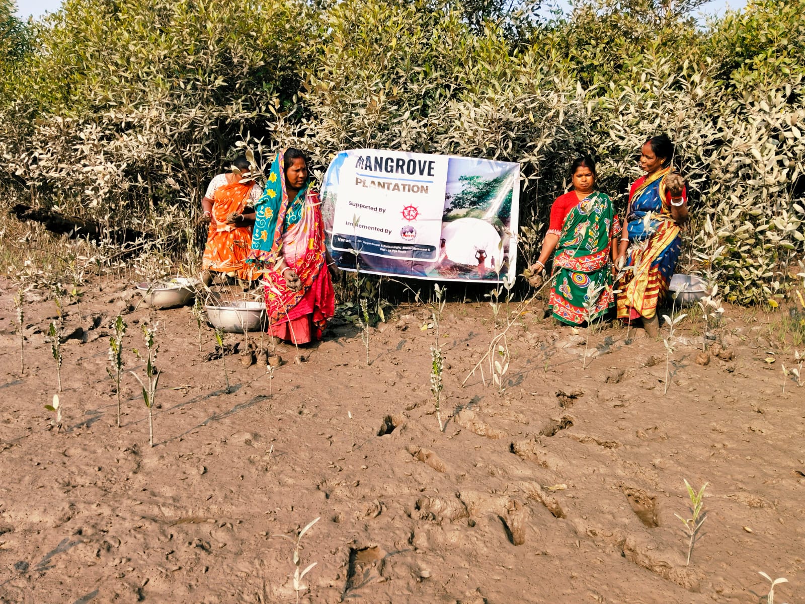 Mangrove Plantation With The Support Of Eastern Navigation
