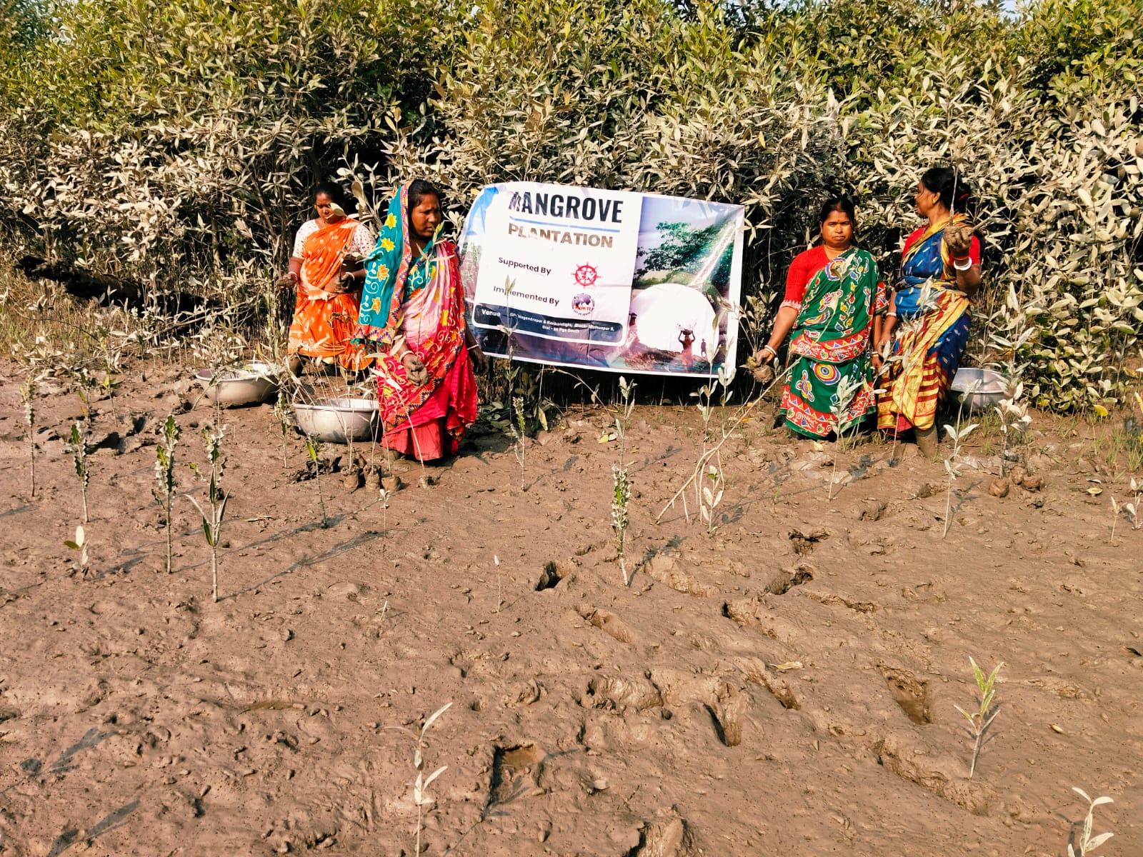 Mangrove Plantation With The Support Of Eastern Navigation