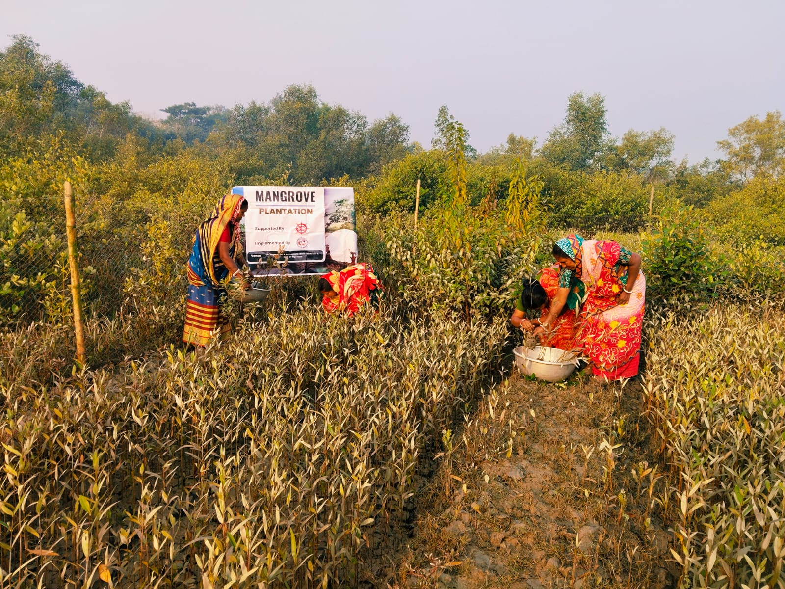 Mangrove Plantation With The Support Of Eastern Navigation