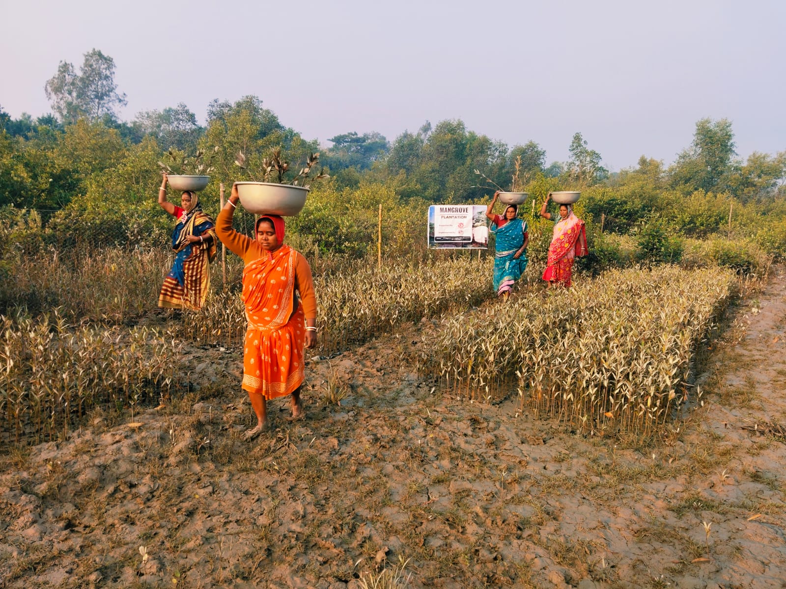 Mangrove Plantation With The Support Of Eastern Navigation