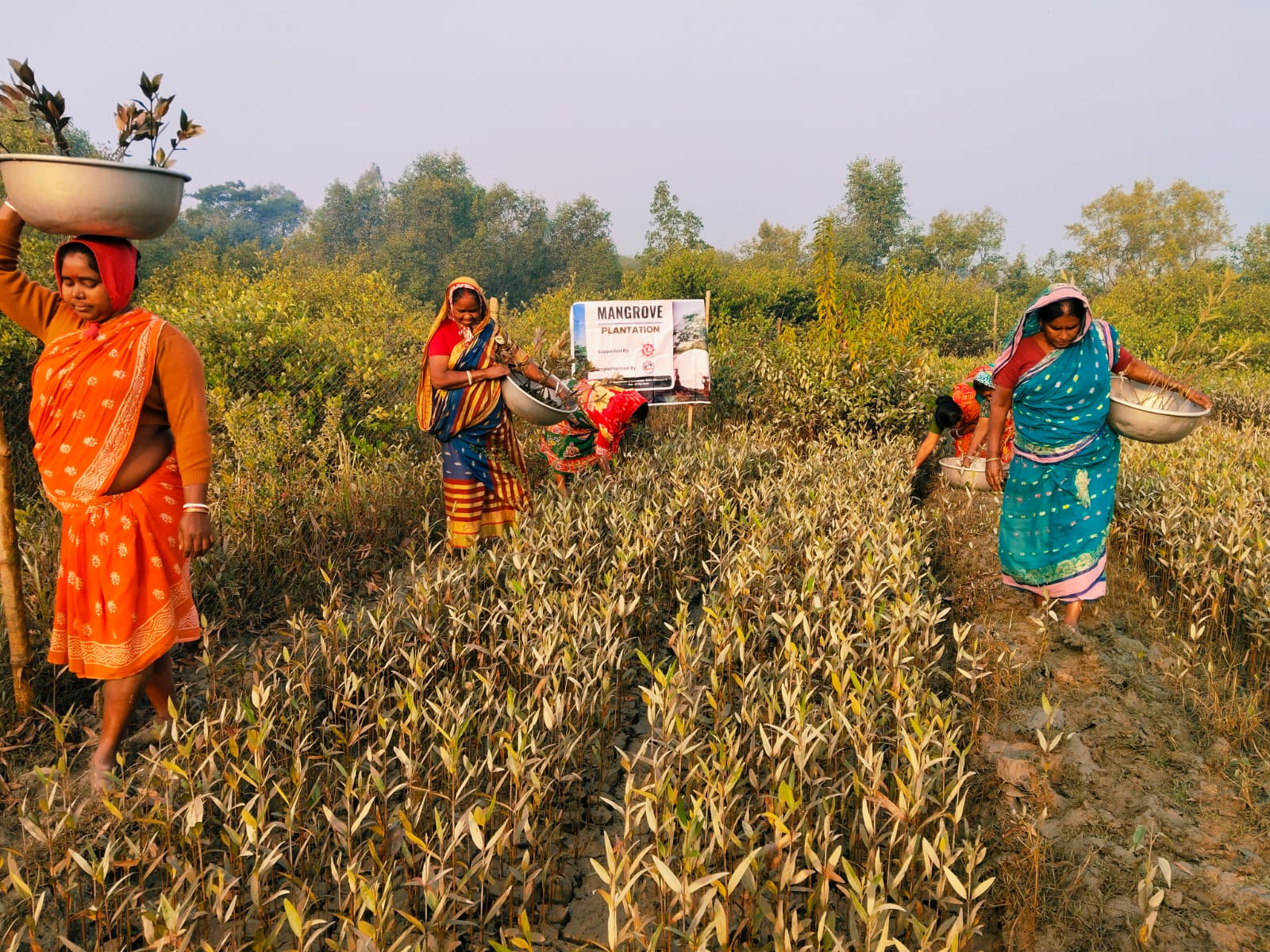 Mangrove Plantation With The Support Of Eastern Navigation