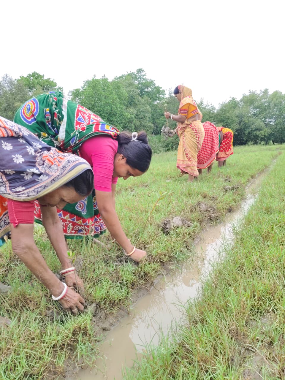 World Mangrove Day 2026: Mukti Unites Communities, Conservation, And Collaboration To Safeguard The Sundarbans