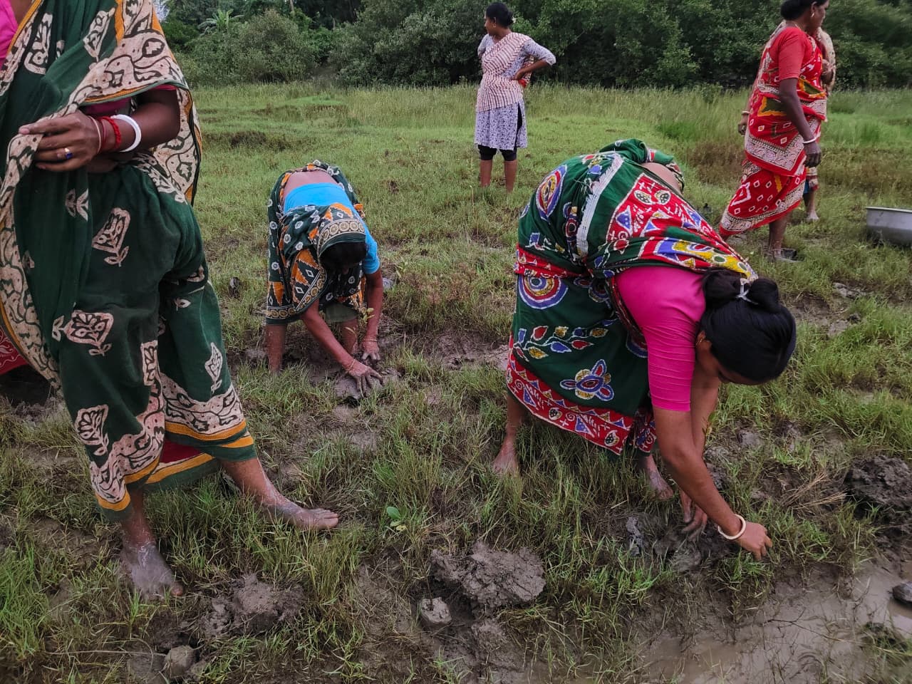 World Mangrove Day 2026: Mukti Unites Communities, Conservation, And Collaboration To Safeguard The Sundarbans