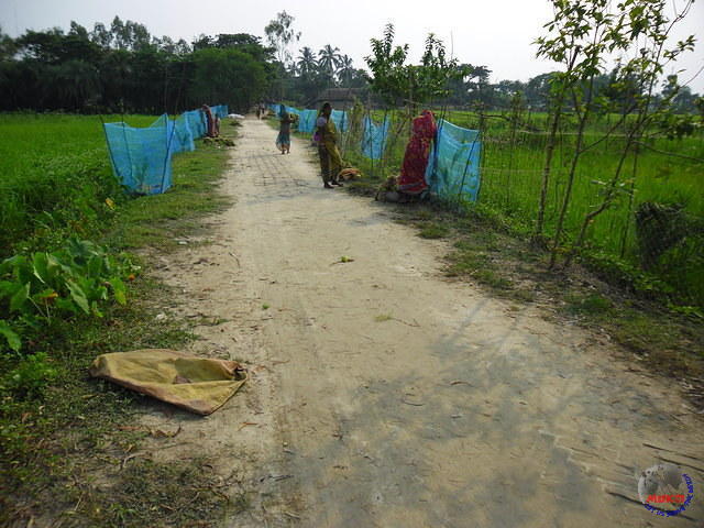 Coconut Nursery And Plantation Project In Sunderban